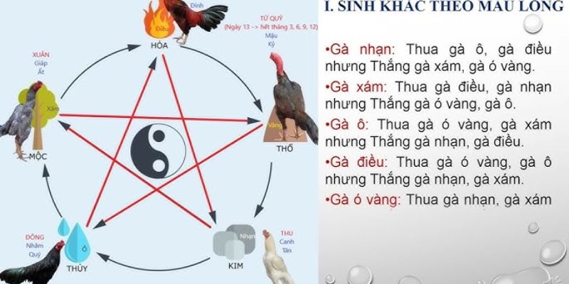 Lưu ý khi nuôi và huấn luyện kê đá theo màu mệnh