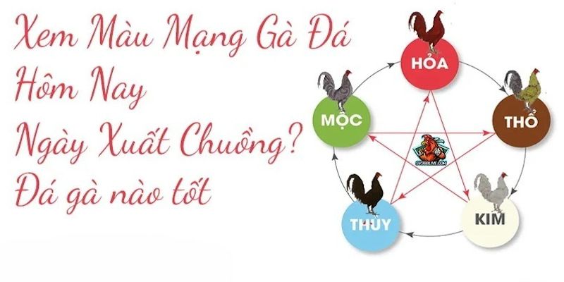 Màu Mạng Đá Gà - Chọn Sắc Theo Ngũ Hành Để Chiến Thắng