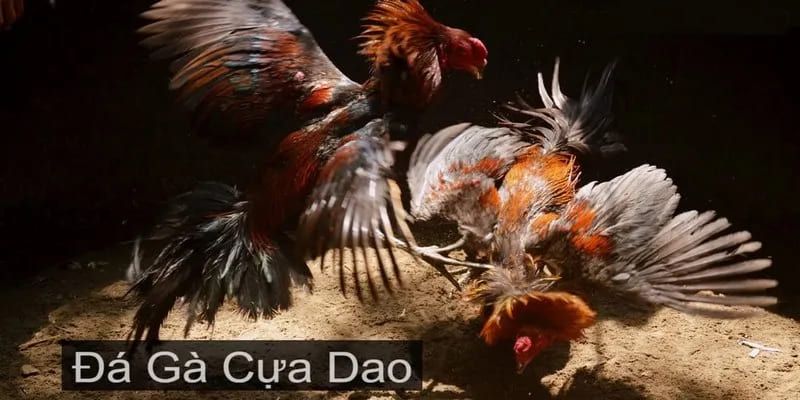 Khám Phá Thế Giới Đá Gà Cựa Dao - Trải Nghiệm Đầy Kịch Tính